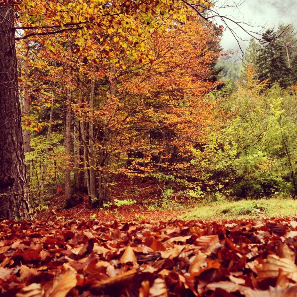Foliage in Trentino. Foto @ Francesca Cortinovis