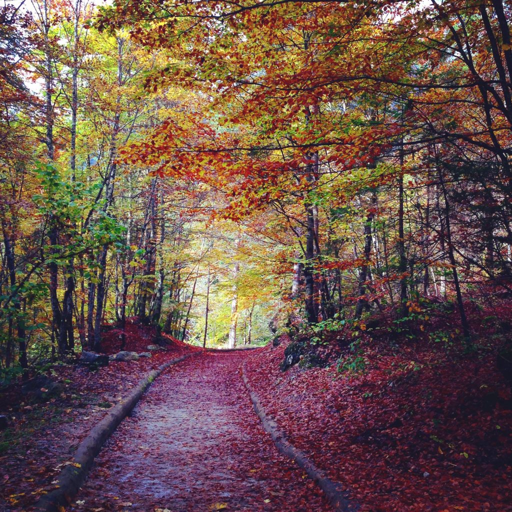 Foliage in Trentino. Foto @ Francesca Cortinovis