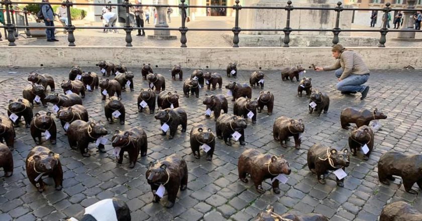 montecitorio, orso marsicano