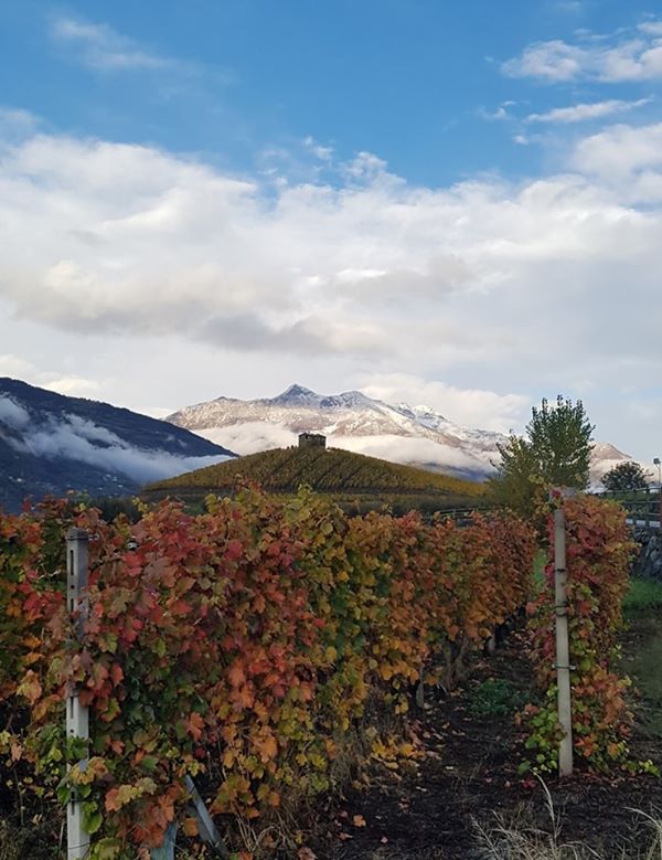 La becca di Viou innevata sullo sfondo delle vigne in veste autunnale - Foto FB Valle d