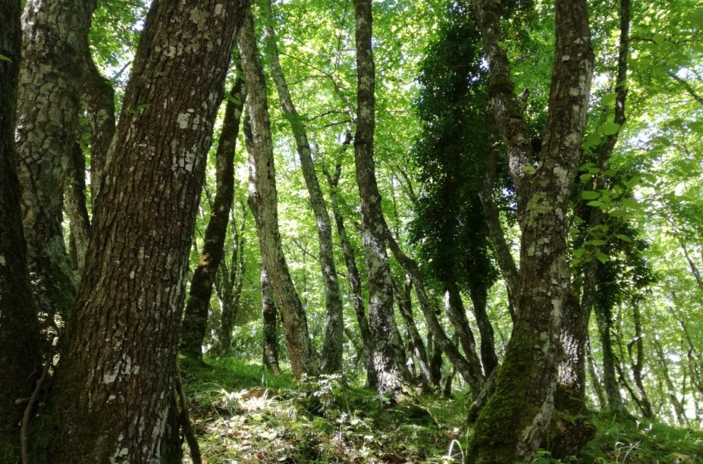 giornata degli alberi, ministro costa