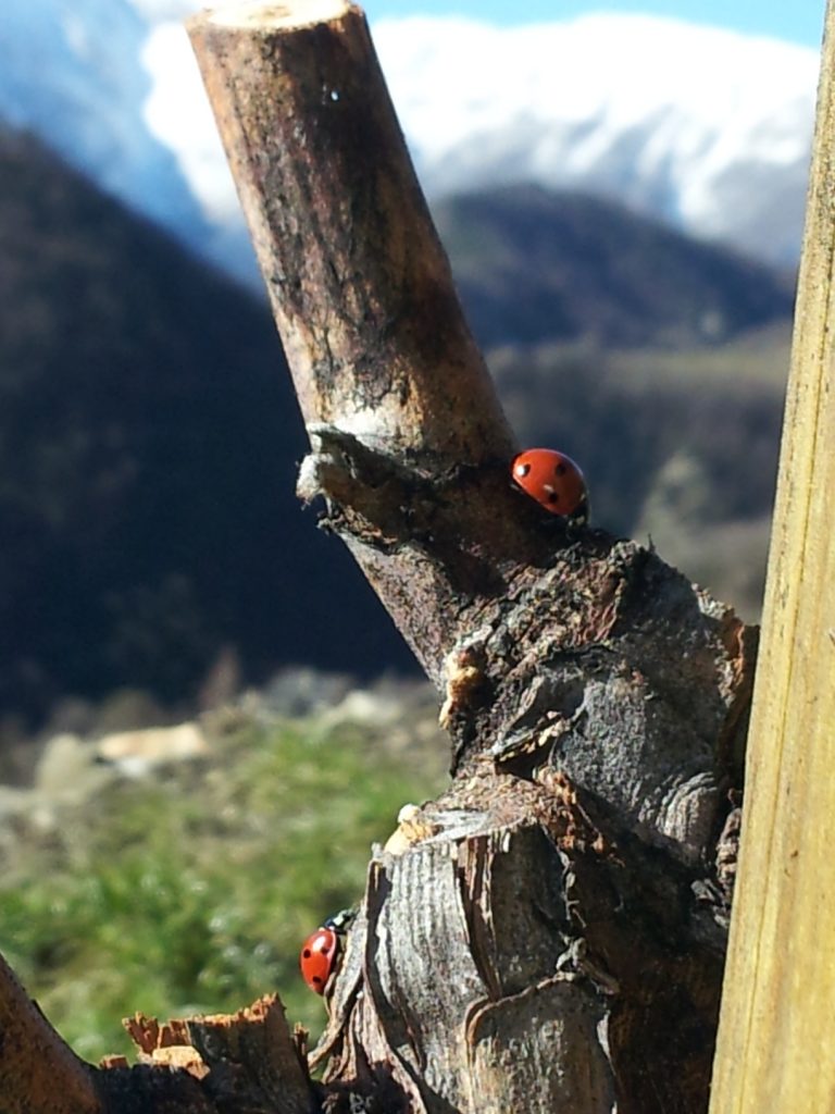 Vini eroici in montagna