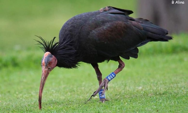 ibis eremita