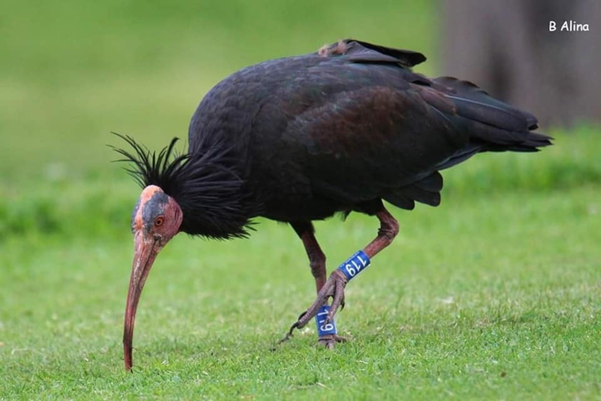 ibis eremita