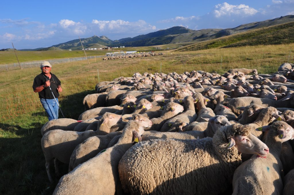 Gregge e pastore a Fonte Vetica (Gran Sasso)