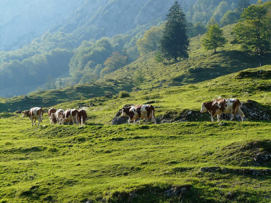 Mucche al pascolo
