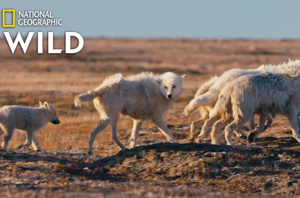 national geographic