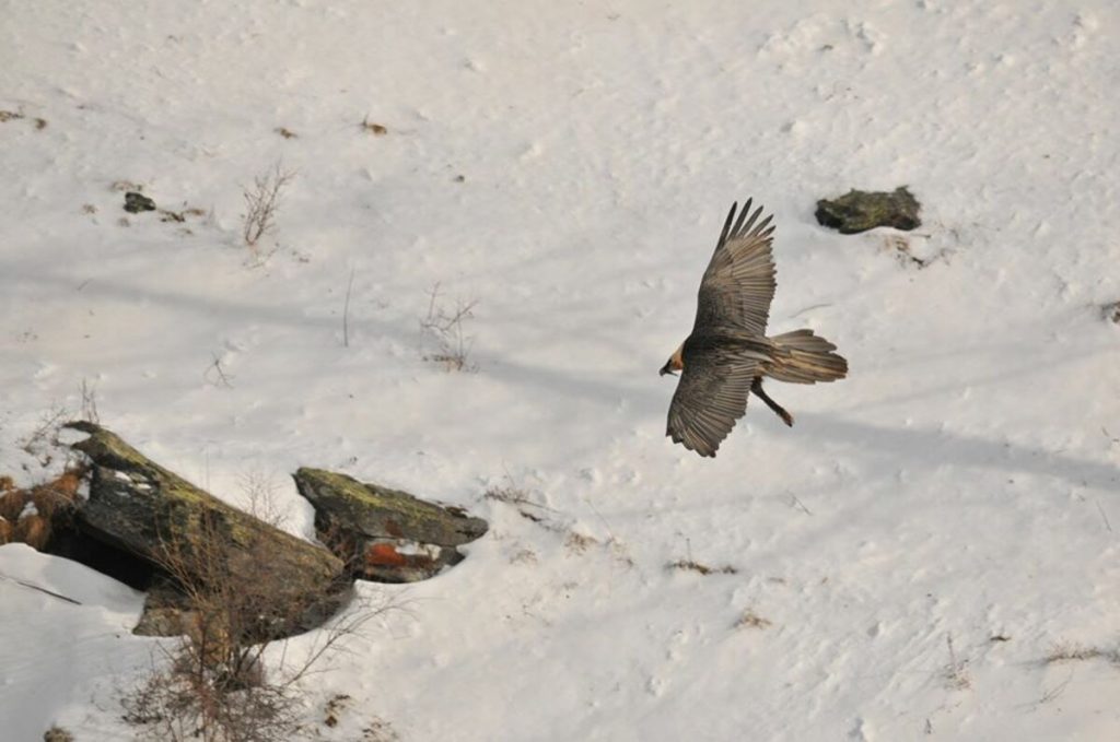 parco gran paradiso, gipeto