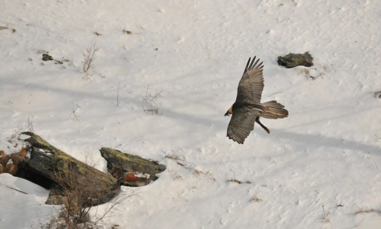 parco gran paradiso, gipeto