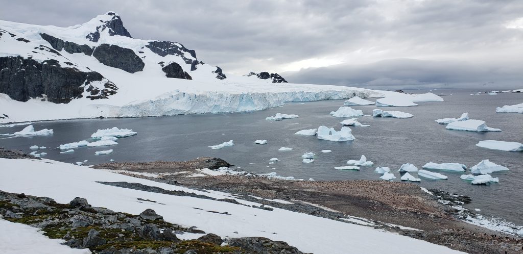 Cuverville Island, Gerlache Strait. Foto archivio @ wikimedia cmommons