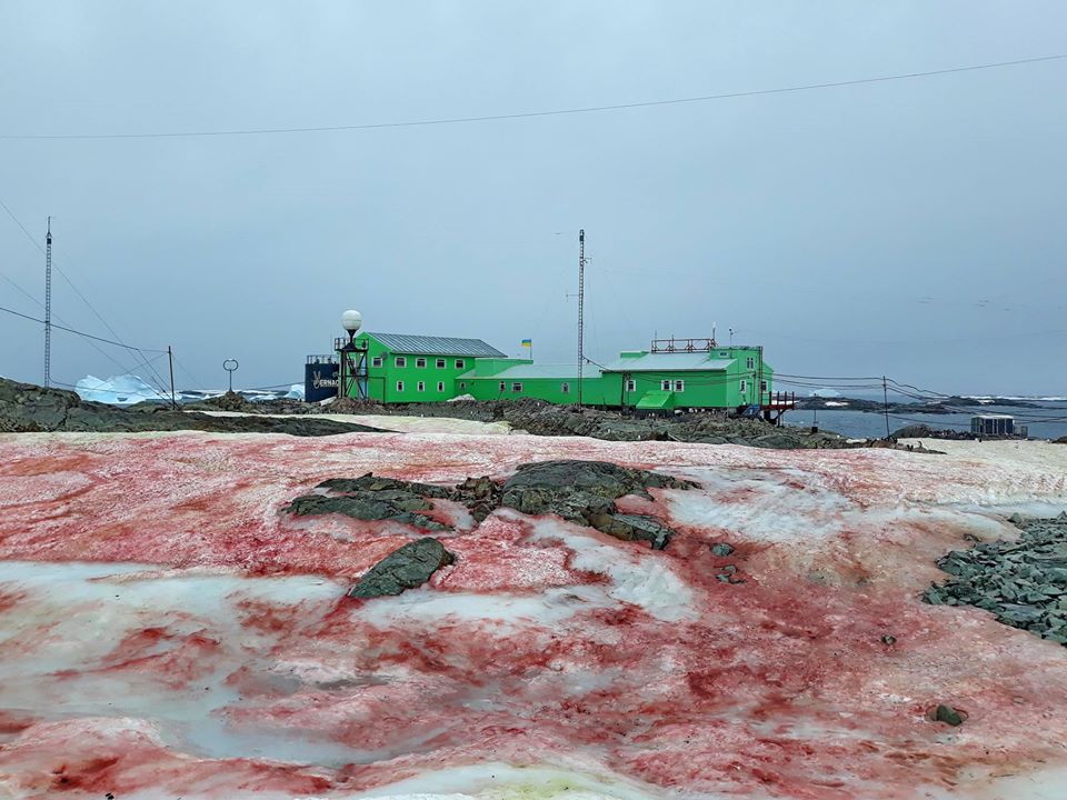 Neve rosa attorno alla Vernadsky Rearch Base sull'isola antartica di Galindez. Foto FB Ministero dell’Educazione e della Scienza dell’Ucraina