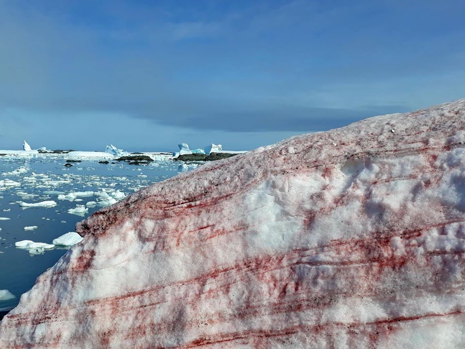 Sfumature rosate nella neve antartica - Foto FB Ministero dell’Educazione e della Scienza dell’Ucraina