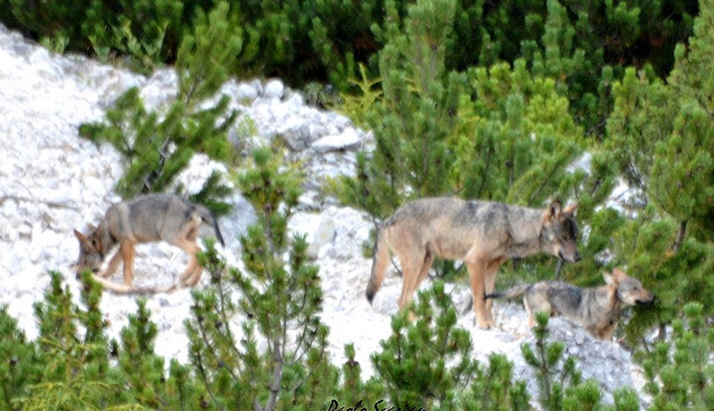 Lupi sulle Dolomiti - foto di Paolo Scarian
