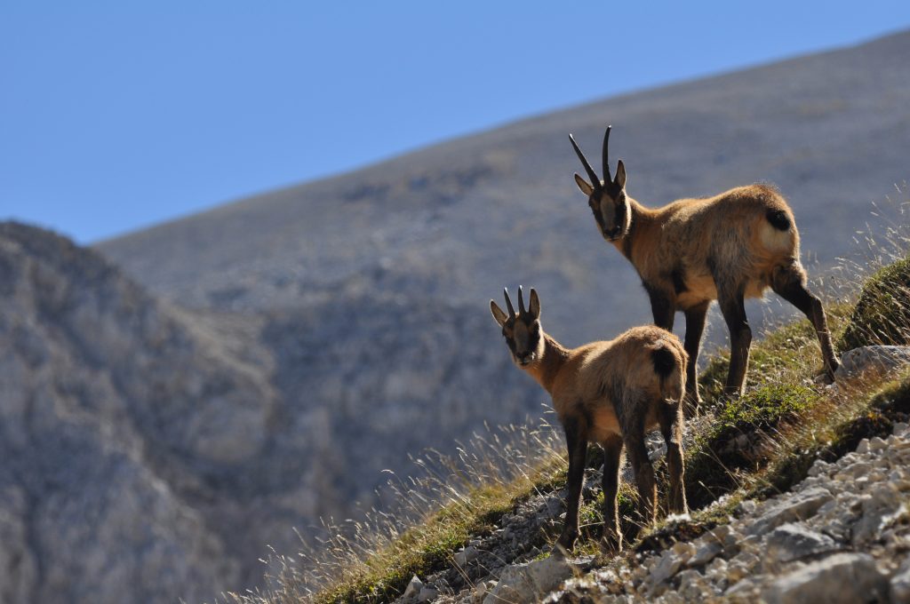 Camosci sulla Majella