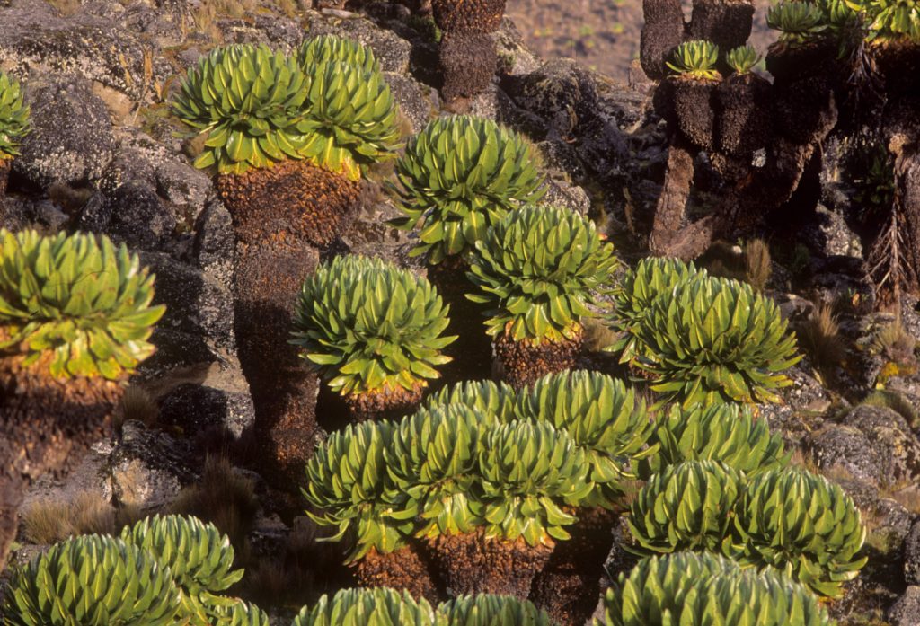 I seneci del Monte Kenya, foto SA