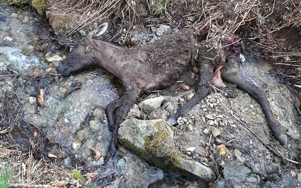 Una cerva predata da M49