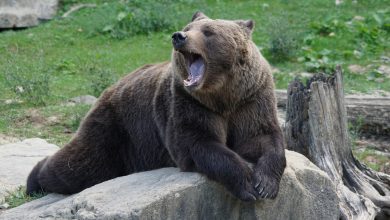 Photo of Gli orsi si svegliano dal letargo, il vademecum della Provincia di Trento