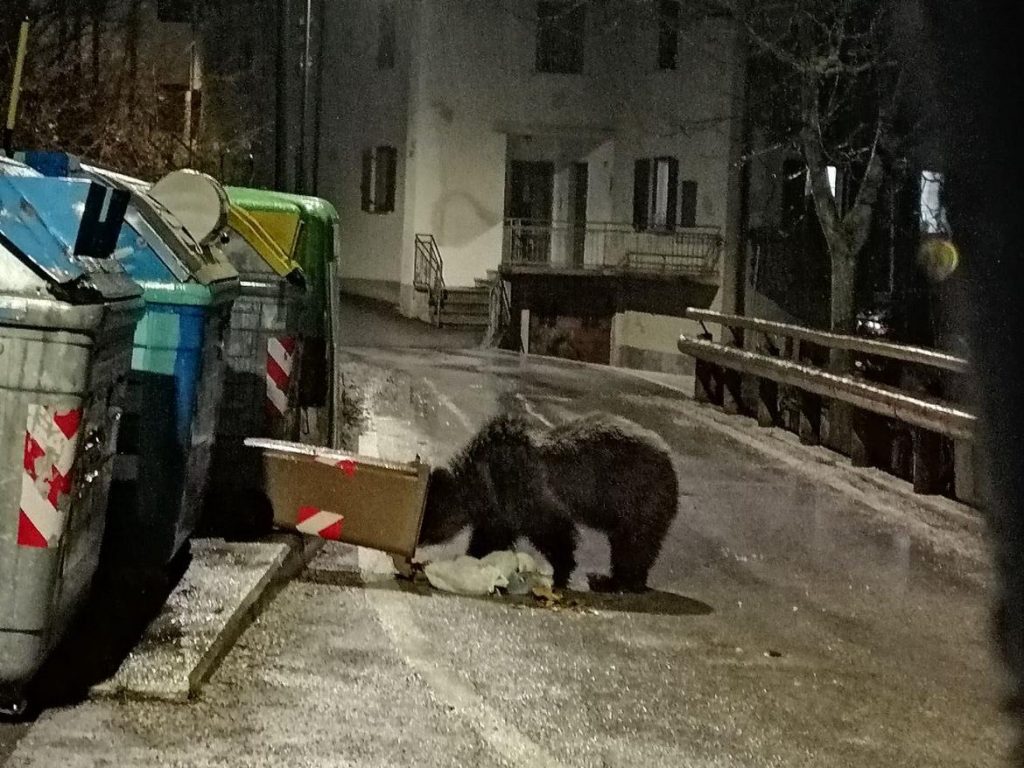 Un esemplare ribalta un cassonetto con chiusura anti-orso in Trentino - Foto Ufficio Stampa PAT
