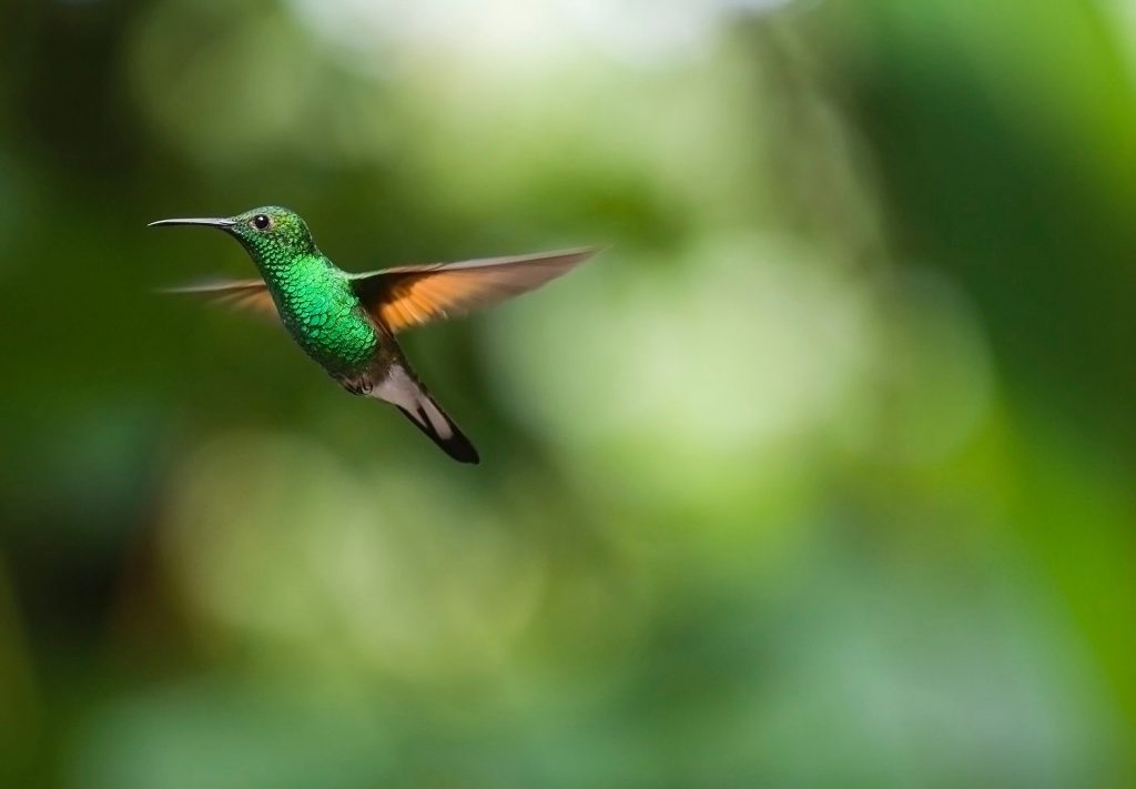La perdita di biodiversità è uno degli effetti già in atto del cambiamento climatico - Foto Domenic Hoffmann @Pixabay