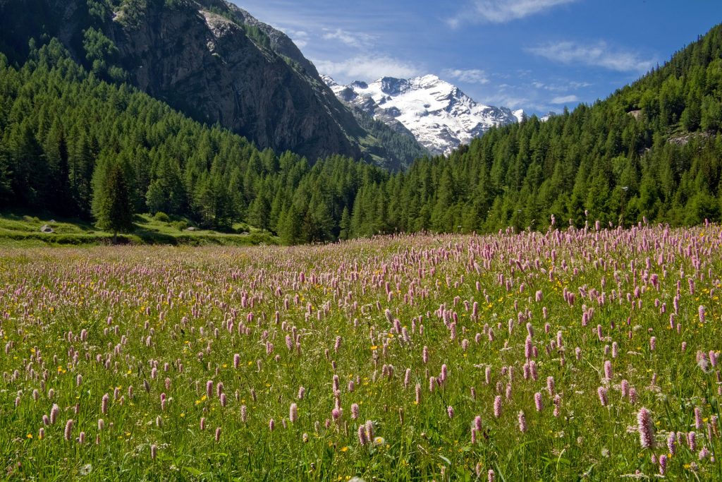 parco nazionale del gran paradiso