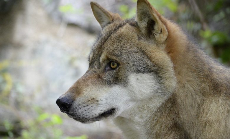 lupo, bracconaggio