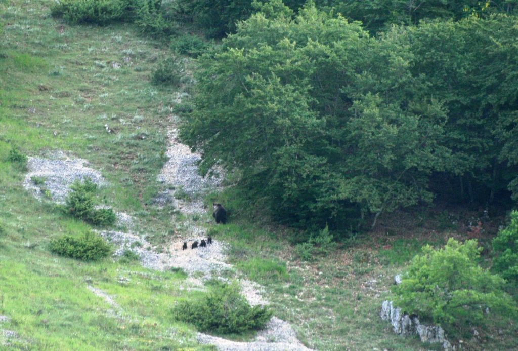 orso marsicano, orsa, pnalm