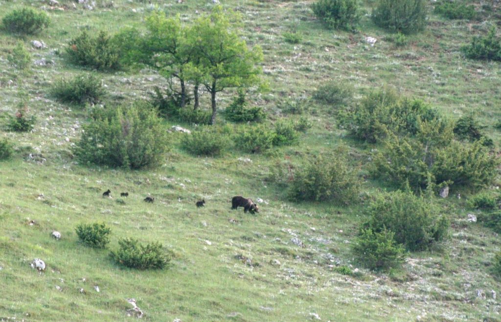 Mamma orsa e i 4 cuccioli nel PNALM - Foto FB Parco Nazionale d'Abruzzo Lazio e Molise