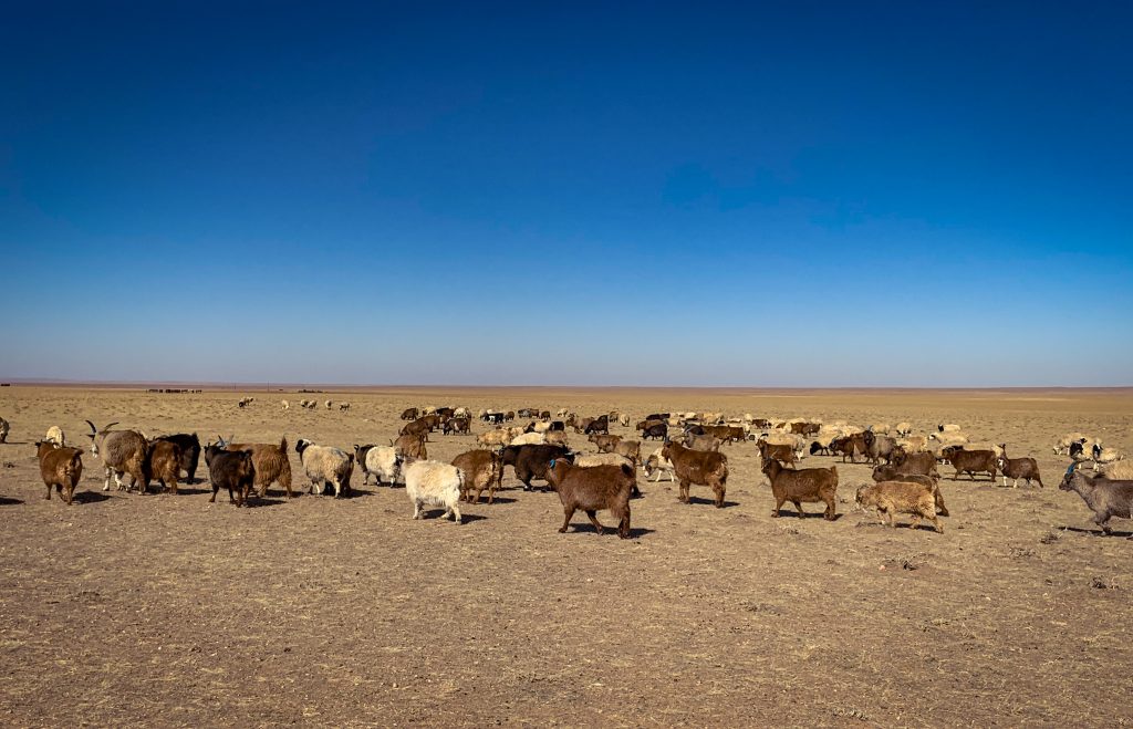 Capre. Foto archivio Omar di Felice