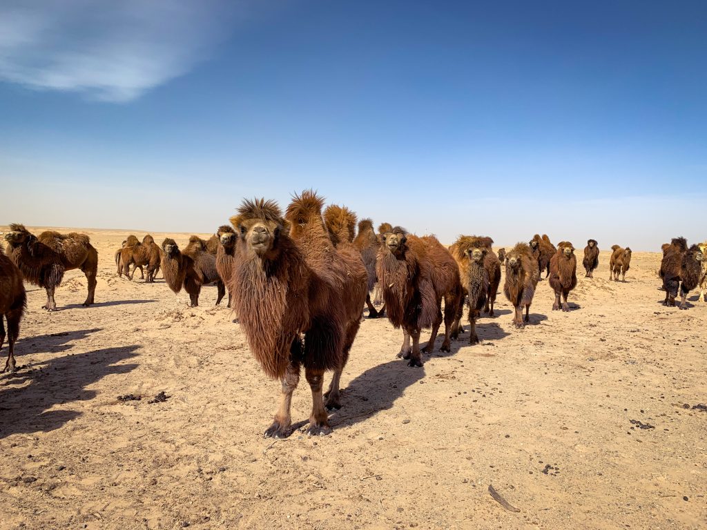 Cammelli. Foto archivio Omar di Felice