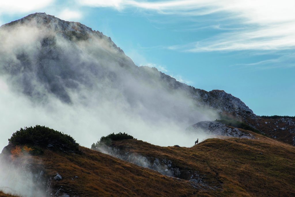 I camosci sono tra gli ungulati più diffusi tanto sul versante italiano delle Alpi Giulie, nel Parco regionale delle Prealpi Giulie e sui monti tra Canin, Montasio e Mangart, quanto su quello sloveno, nel Parco nazionale del Triglav (qui, nella porzione meridionale dell’area protetta, sopra il Lago di Bohinj). Foto iStock/Getty Images