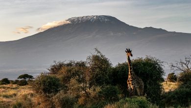 Photo of Kilimangiaro