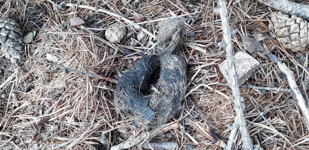 Escrementi di lupo in Val di Fiemme