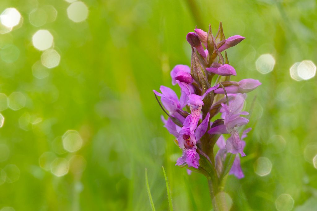 Orchidea - Foto jggrz @Pixabay 