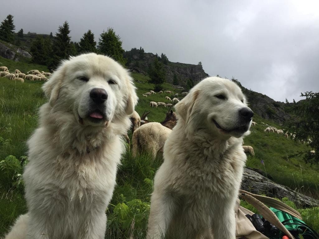 Mia e Rovo, cani da guardiania dell