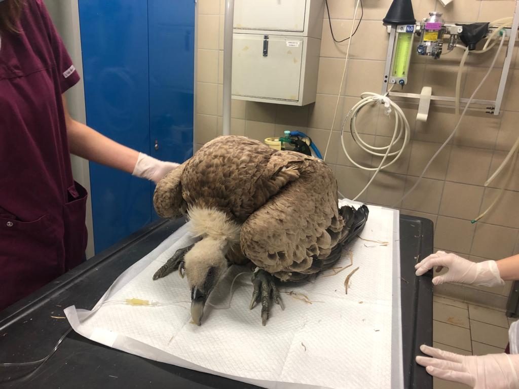 Foto @ Città metropolitana di Torino