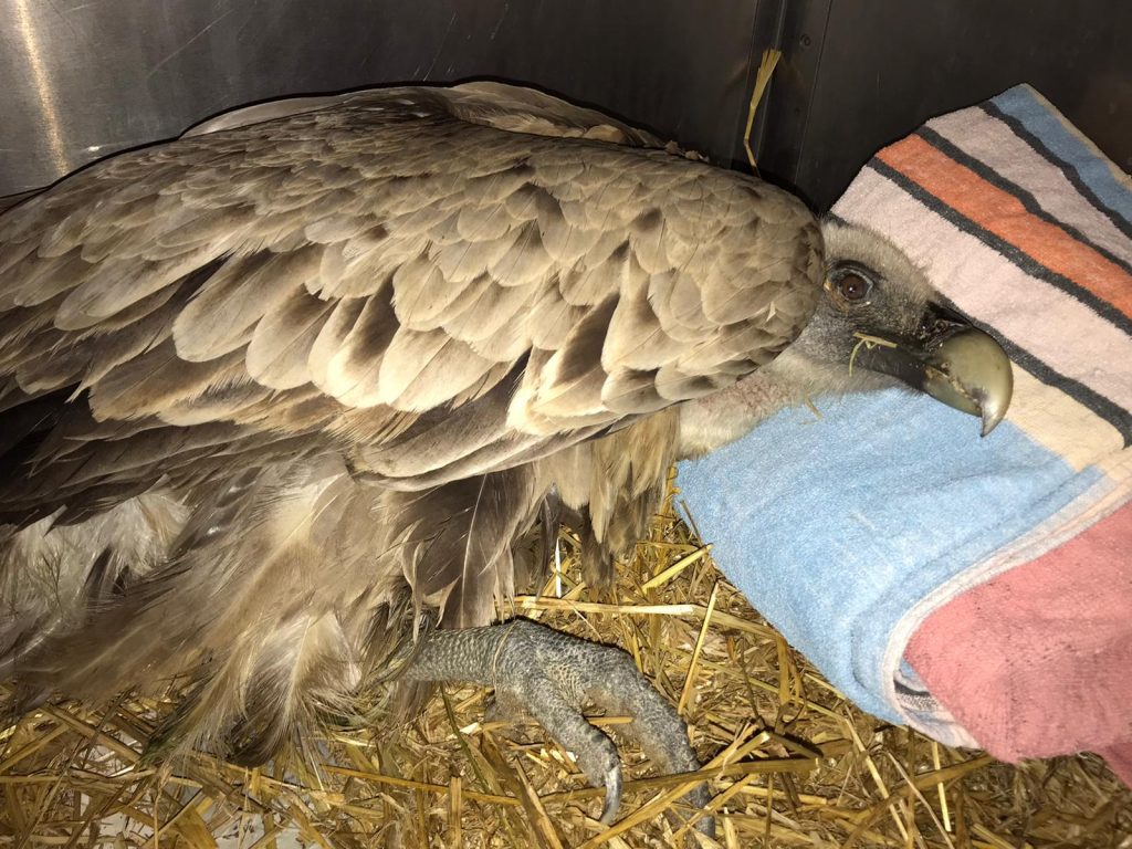 Foto @ Città metropolitana di Torino