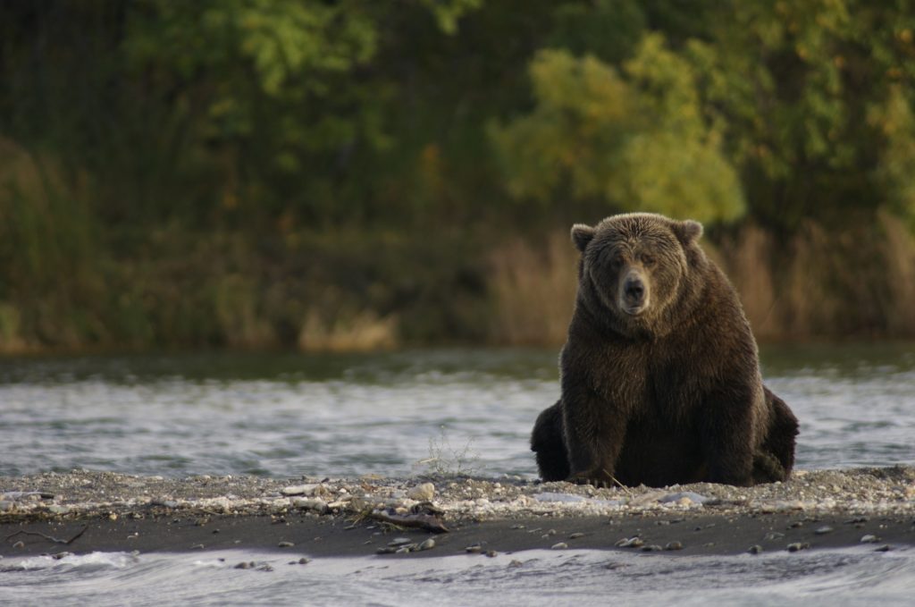 alaska, orso