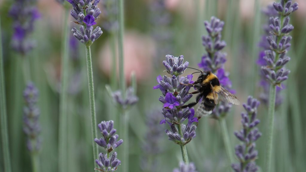 Campi di lavanda - Foto Mylene2401 @Pixabay