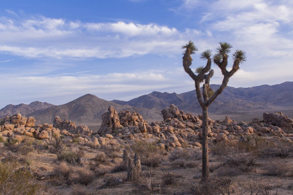 Joshua Tree Park