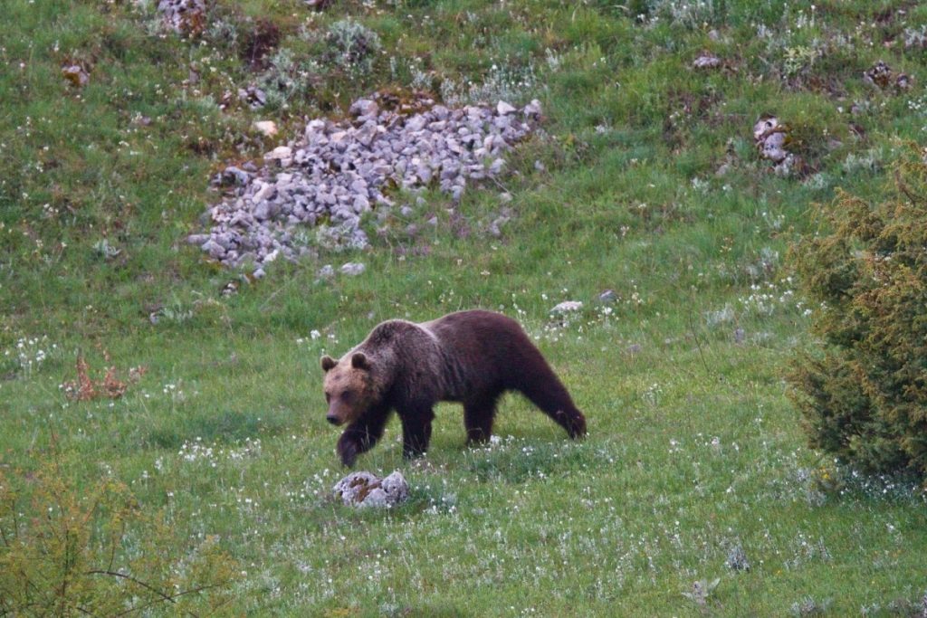 Esemplare di orso marsicano nel Parco della Majella - Foto FB Parco Nazionale della Majella