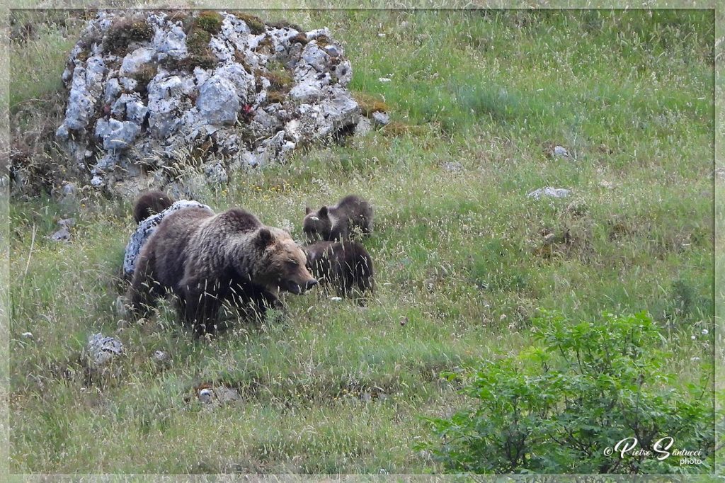 frutteti, orsa, pnalm, cuccioli