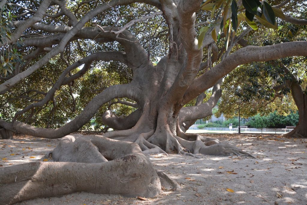 Ficus monumentale nei Giardini Pubblici di Cagliari - Foto FB Registro degli Alberi
