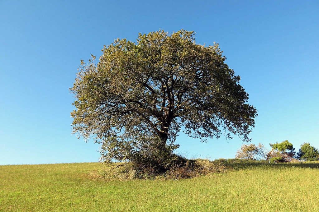 Quercus Pubescens monumentale tra Fiorenzuola di Focara e Santa Marina alta - Foto FB Parco San Bartolo