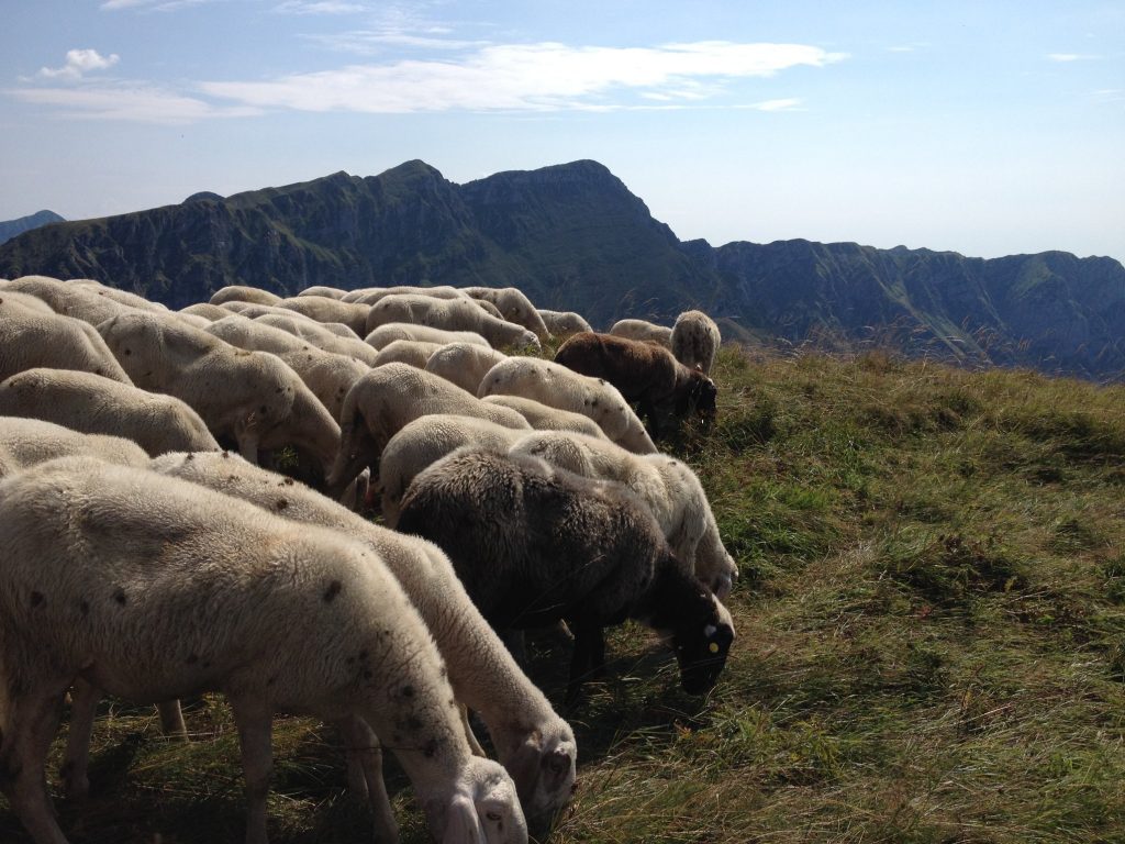 Gregge di Malga Rest - Foto FB Consorzio Valli Dolomiti Friulane
