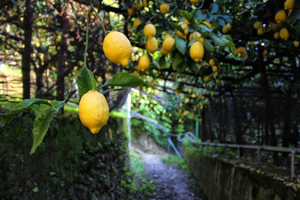Sentiero dei limoni, Amalfi - Foto FB Sentiero dei Limoni Ph. Frank Damiano