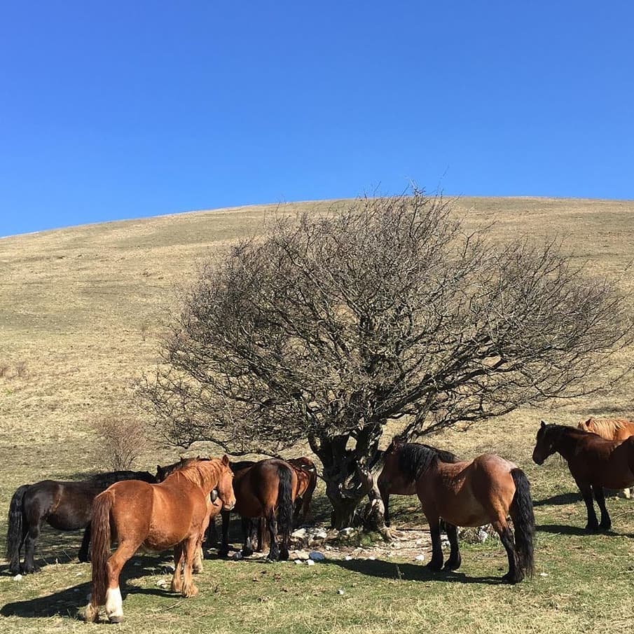 Meeting di cavalli intorno ad un albero monumentale: il biancospino di Vallonica - Foto FB Parco del Monte Subasio