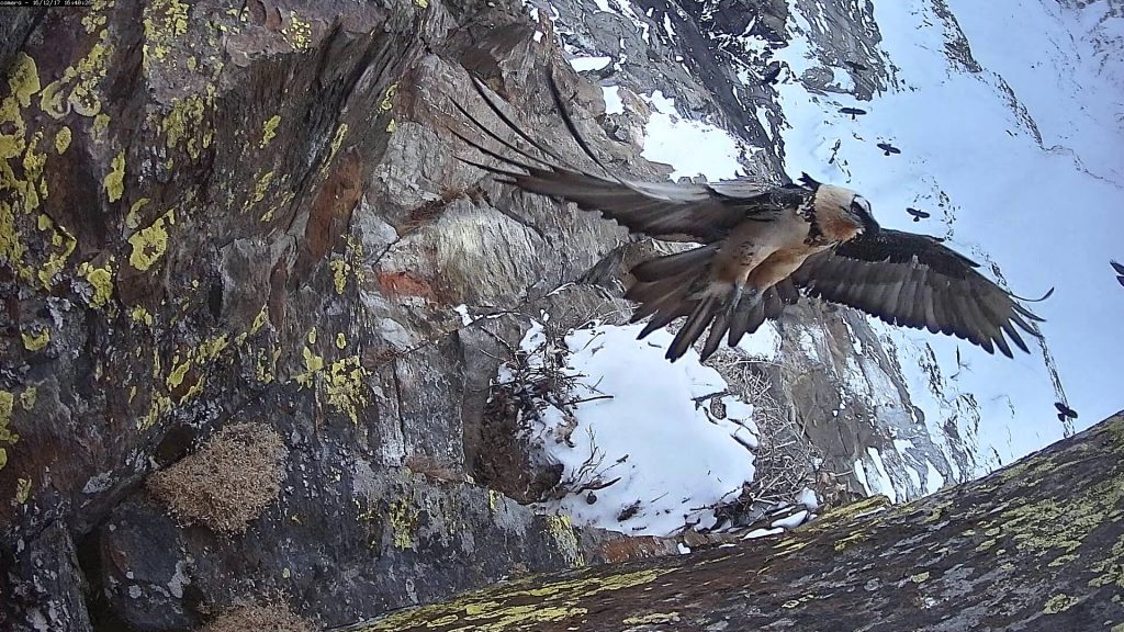 Gipeto in volo - Foto FB Parco Nazionale Gran Paradiso