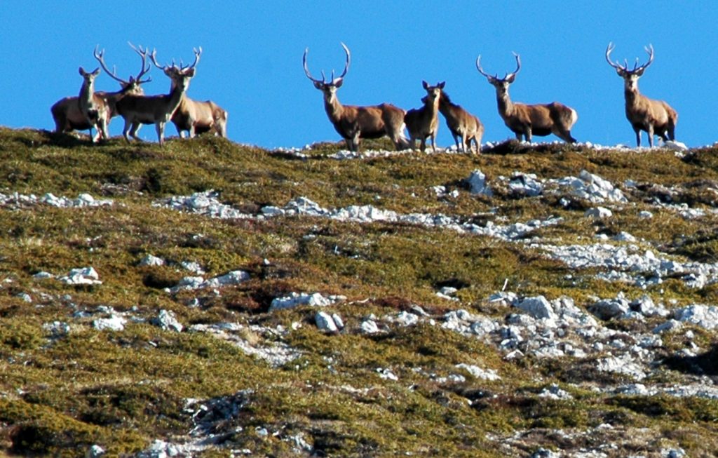 Cervi sul Velino