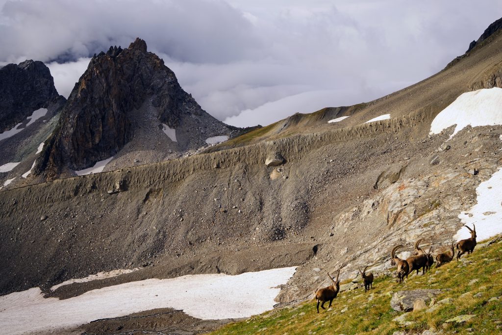 Foto @ Marco Albino Ferrari