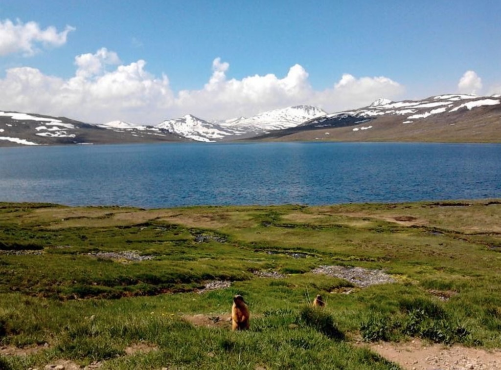 Marmotte nel Parco del Deosai